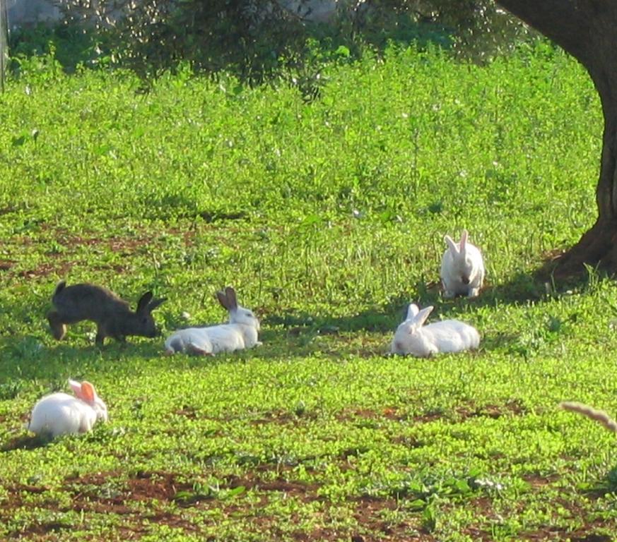 Agritria Di Umberto Anglisani Villa Ostuni Buitenkant foto