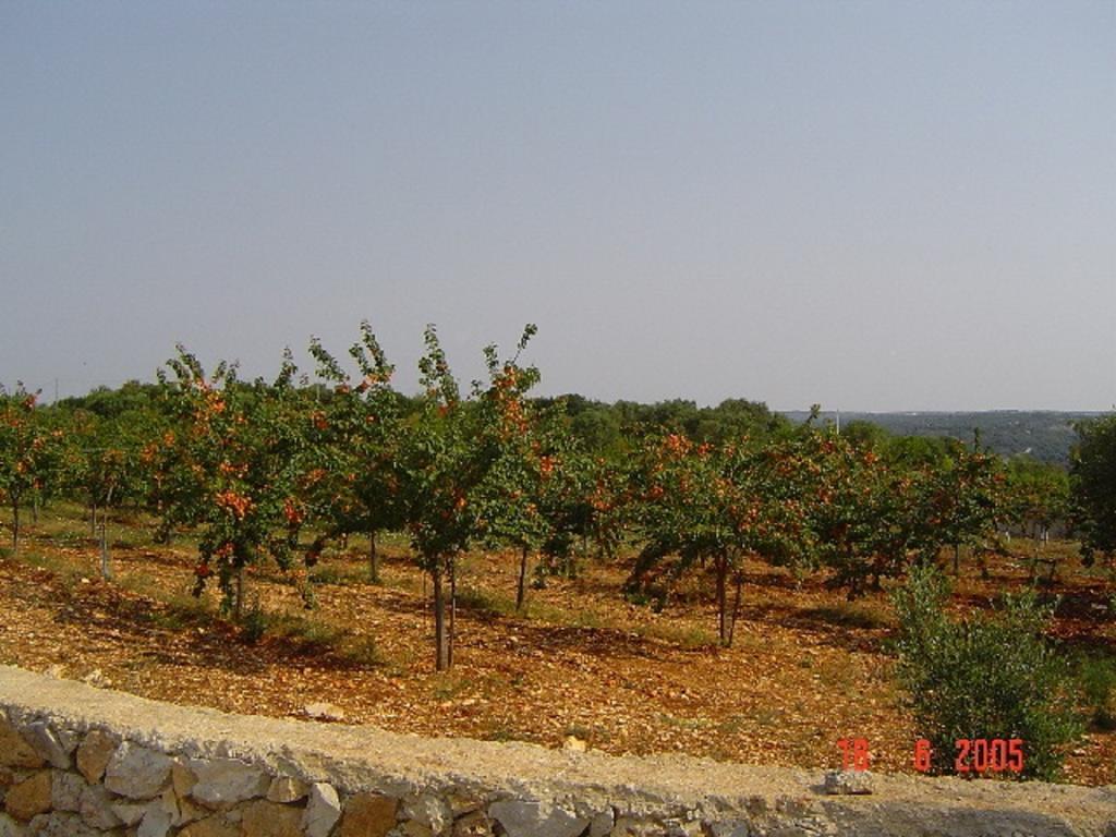 Agritria Di Umberto Anglisani Villa Ostuni Buitenkant foto